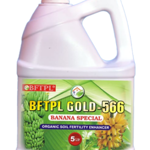 BFTPL GOLD-566, BANANA SPECIAL