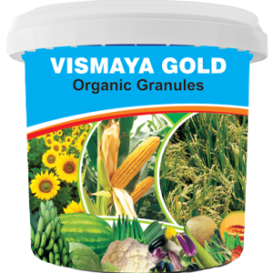 BFTPL GOLD 566 - VISMAYA GOLD